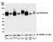 PVR Cell Adhesion Molecule antibody, A700-074, Bethyl Labs, Western Blot image 