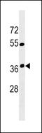 Olfactory Receptor Family 12 Subfamily D Member 3 antibody, LS-C158450, Lifespan Biosciences, Western Blot image 