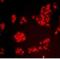 Annexin A1 antibody, orb213556, Biorbyt, Immunofluorescence image 