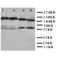 Cytochrome P450 Family 1 Subfamily A Member 2 antibody, orb97033, Biorbyt, Western Blot image 