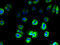 Solute Carrier Family 36 Member 3 antibody, A64994-100, Epigentek, Immunofluorescence image 
