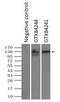 L1 Cell Adhesion Molecule antibody, GTX84241, GeneTex, Immunoprecipitation image 