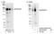 SR-Related CTD Associated Factor 11 antibody, NB100-55266, Novus Biologicals, Western Blot image 