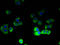 Potassium-transporting ATPase alpha chain 2 antibody, A62134-100, Epigentek, Immunofluorescence image 