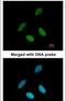 Nuclear RNA Export Factor 1 antibody, PA5-21412, Invitrogen Antibodies, Immunofluorescence image 