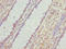 Integrator Complex Subunit 14 antibody, LS-C397641, Lifespan Biosciences, Immunohistochemistry paraffin image 
