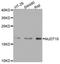 Probable 7,8-dihydro-8-oxoguanine triphosphatase NUDT15 antibody, orb374080, Biorbyt, Western Blot image 