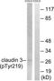 Claudin 3 antibody, TA313676, Origene, Western Blot image 