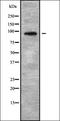 NADH-ubiquinone oxidoreductase chain 2 antibody, orb338470, Biorbyt, Western Blot image 