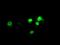 Aryl Hydrocarbon Receptor Nuclear Translocator Like antibody, GTX84851, GeneTex, Immunocytochemistry image 