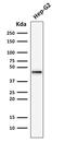 Keratin 19 antibody, AE00253, Aeonian Biotech, Western Blot image 