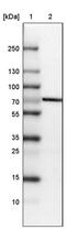 Striatin Interacting Protein 1 antibody, PA5-63837, Invitrogen Antibodies, Western Blot image 