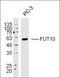 Fucosyltransferase 10 antibody, orb183788, Biorbyt, Western Blot image 
