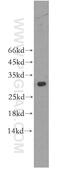 IL-17 antibody, 13082-1-AP, Proteintech Group, Western Blot image 
