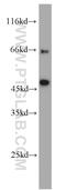 E3 ubiquitin-protein ligase TRIM13 antibody, 22021-1-AP, Proteintech Group, Western Blot image 
