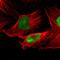 Gamma-interferon-inducible protein 16 antibody, HPA002134, Atlas Antibodies, Immunofluorescence image 