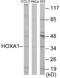 Homeobox A1 antibody, EKC1728, Boster Biological Technology, Western Blot image 