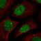 Zinc Finger Protein 638 antibody, HPA036784, Atlas Antibodies, Immunofluorescence image 