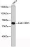 RAB11 Family Interacting Protein 5 antibody, 19-425, ProSci, Western Blot image 