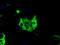 Imp2 antibody, TA501270, Origene, Immunofluorescence image 