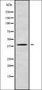 Complement C5a Receptor 1 antibody, orb336395, Biorbyt, Western Blot image 
