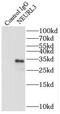 Neuralized E3 Ubiquitin Protein Ligase 3 antibody, FNab05672, FineTest, Immunoprecipitation image 