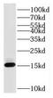 Ribosomal Protein S26 antibody, FNab07469, FineTest, Western Blot image 