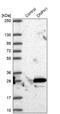 2'-Deoxynucleoside 5'-Phosphate N-Hydrolase 1 antibody, PA5-56229, Invitrogen Antibodies, Western Blot image 