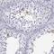 Melanocortin 5 Receptor antibody, NBP2-14224, Novus Biologicals, Immunohistochemistry paraffin image 