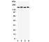 WC1 antibody, R31386, NSJ Bioreagents, Western Blot image 
