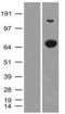 Aminoacylproline aminopeptidase antibody, GTX83413, GeneTex, Western Blot image 