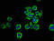 NODAL Modulator 1 antibody, LS-C671745, Lifespan Biosciences, Immunofluorescence image 