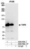 Threonyl-TRNA Synthetase antibody, A304-756A, Bethyl Labs, Immunoprecipitation image 
