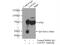 Leiomodin 3 antibody, 14948-1-AP, Proteintech Group, Immunoprecipitation image 