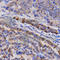 Synuclein Gamma antibody, A2524, ABclonal Technology, Immunohistochemistry paraffin image 
