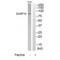 Diacylglycerol kinase beta antibody, A07973, Boster Biological Technology, Western Blot image 