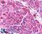 Brain-specific angiogenesis inhibitor 3 antibody, LS-A978, Lifespan Biosciences, Immunohistochemistry paraffin image 