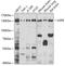 Ubiquitin Specific Peptidase 8 antibody, A7031, ABclonal Technology, Western Blot image 