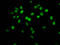 H12 antibody, LS-C670335, Lifespan Biosciences, Immunofluorescence image 