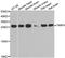 TIMP Metallopeptidase Inhibitor 4 antibody, LS-C334704, Lifespan Biosciences, Western Blot image 