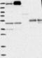 Rho GTPase Activating Protein 33 antibody, NBP1-92420, Novus Biologicals, Western Blot image 