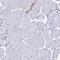 Ferritin Light Chain antibody, HPA041602, Atlas Antibodies, Immunohistochemistry paraffin image 