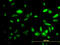 Peptidase D antibody, LS-C197874, Lifespan Biosciences, Immunofluorescence image 