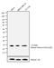 Histone Cluster 4 H4 antibody, PA5-17027, Invitrogen Antibodies, Western Blot image 