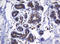 Heat Shock Protein Family D (Hsp60) Member 1 antibody, LS-C797863, Lifespan Biosciences, Immunohistochemistry paraffin image 