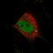 WW Domain Binding Protein 4 antibody, NBP1-84718, Novus Biologicals, Immunofluorescence image 