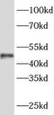 Serum Response Factor Binding Protein 1 antibody, FNab08223, FineTest, Western Blot image 