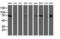 Ribophorin I antibody, LS-C173358, Lifespan Biosciences, Western Blot image 