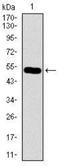 Chromosome 17 Open Reading Frame 53 antibody, NBP2-37407, Novus Biologicals, Western Blot image 