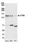 CTR9 Homolog, Paf1/RNA Polymerase II Complex Component antibody, A301-395A, Bethyl Labs, Western Blot image 